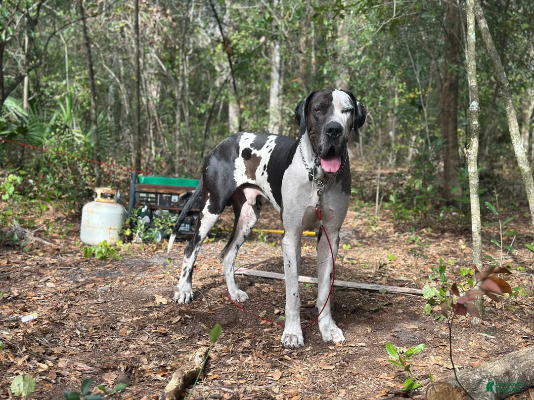 Great Dane dogs for stud: Mozzarella  - Ad 1