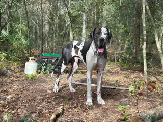 Great Dane dogs Mozzarella - Ad 2