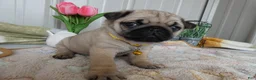 Pug dogs for sale: Pug Puppy 2 Olivia - Ad 3