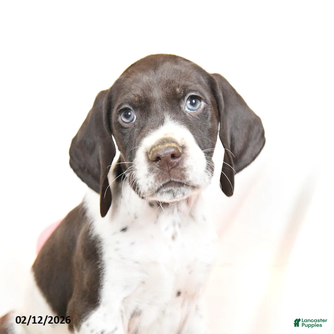 German Shorthaired Pointer dogs for sale: Rocky - Ad 2