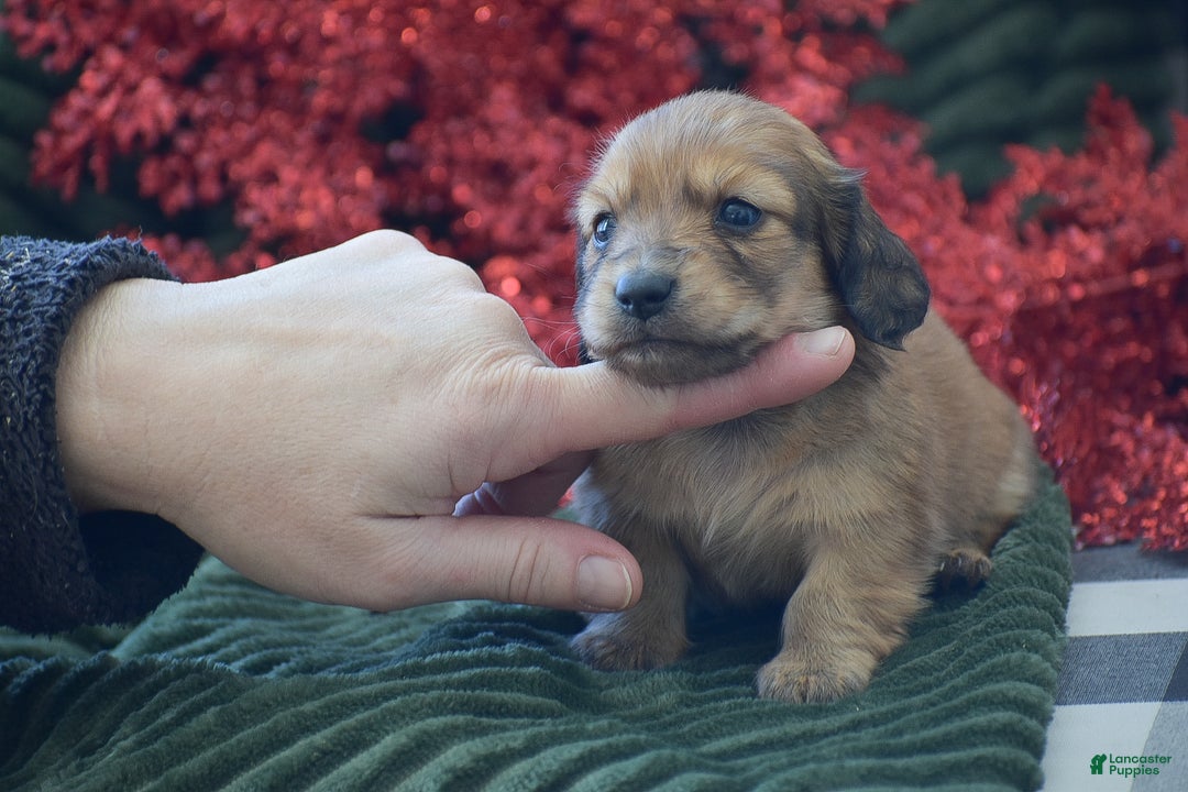 Miniature Dachshund dogs for sale: Arland - Ad 2