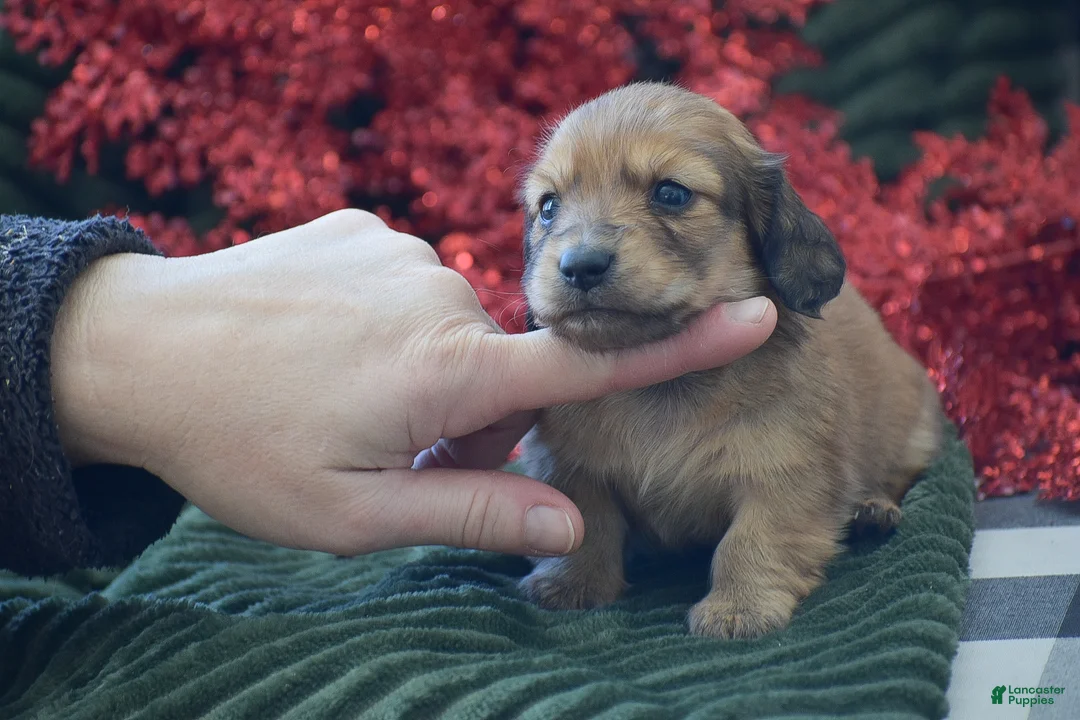 Miniature Dachshund dogs for sale: Arland - Ad 3