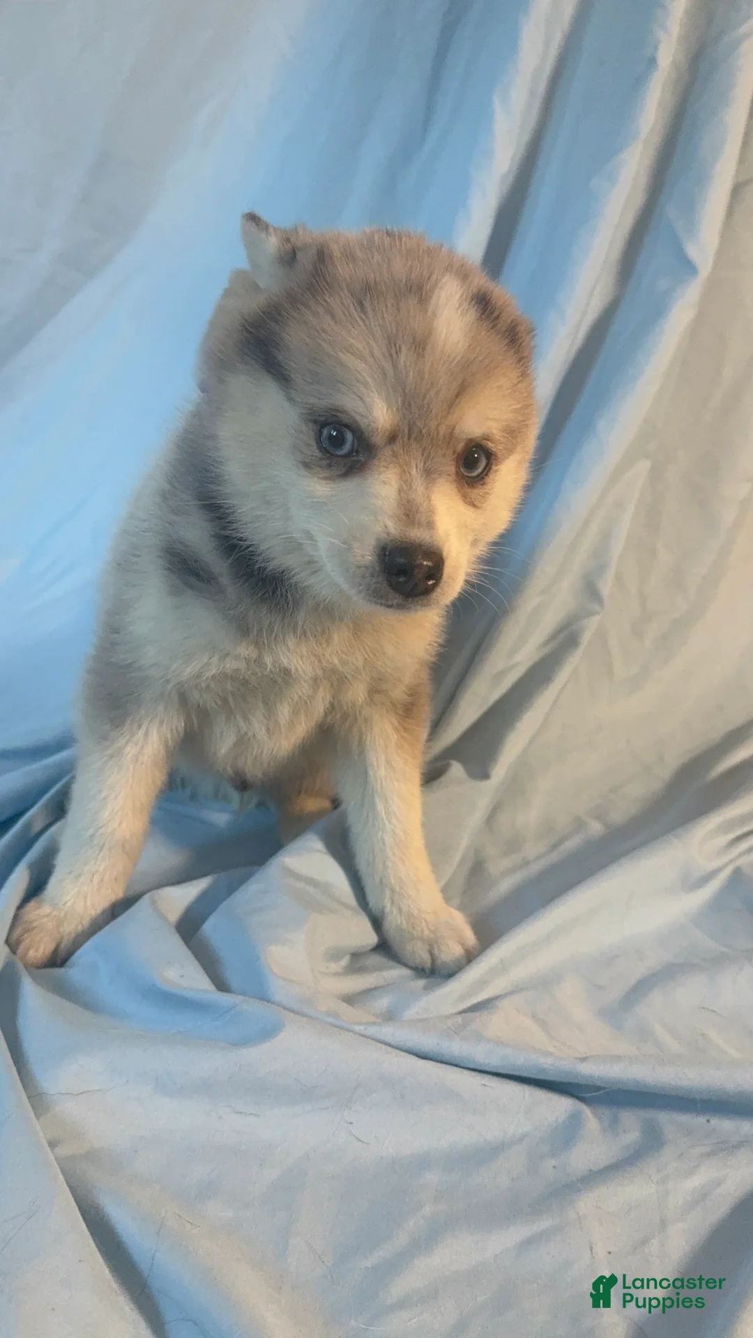 Mixed Breed dogs for sale: Brady - Merle Boy  - Ad 8