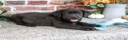 Labrador Retriever dogs for sale: Topaz - Ad 3