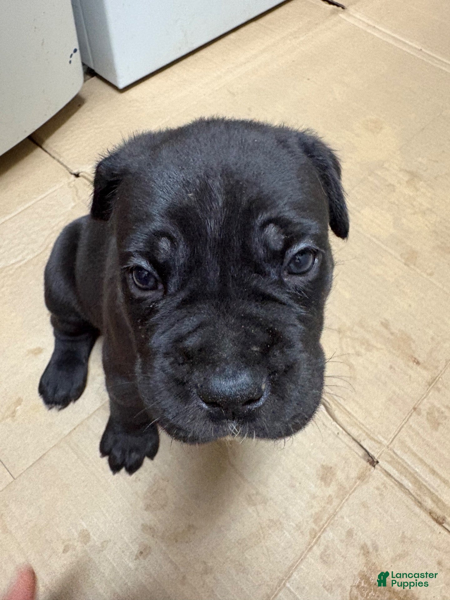 Cane Corso dogs Cane Corso -Black - Ad 41