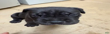 Cane Corso -Black