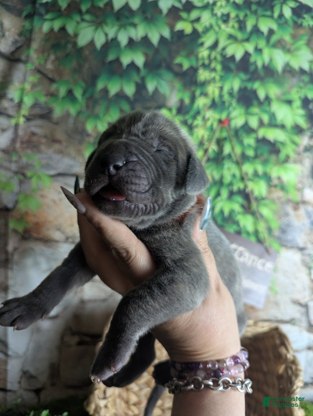 Great Dane dogs for sale: Legolas Blue Brindle Male Great Dane Puppy - Ad 1