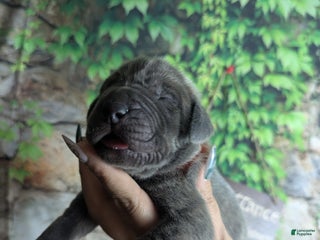 Great Dane dogs Legolas Blue Brindle Male Great Dane Puppy - Ad 18