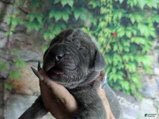 Great Dane dogs Legolas Blue Brindle Male Great Dane Puppy - Ad 6