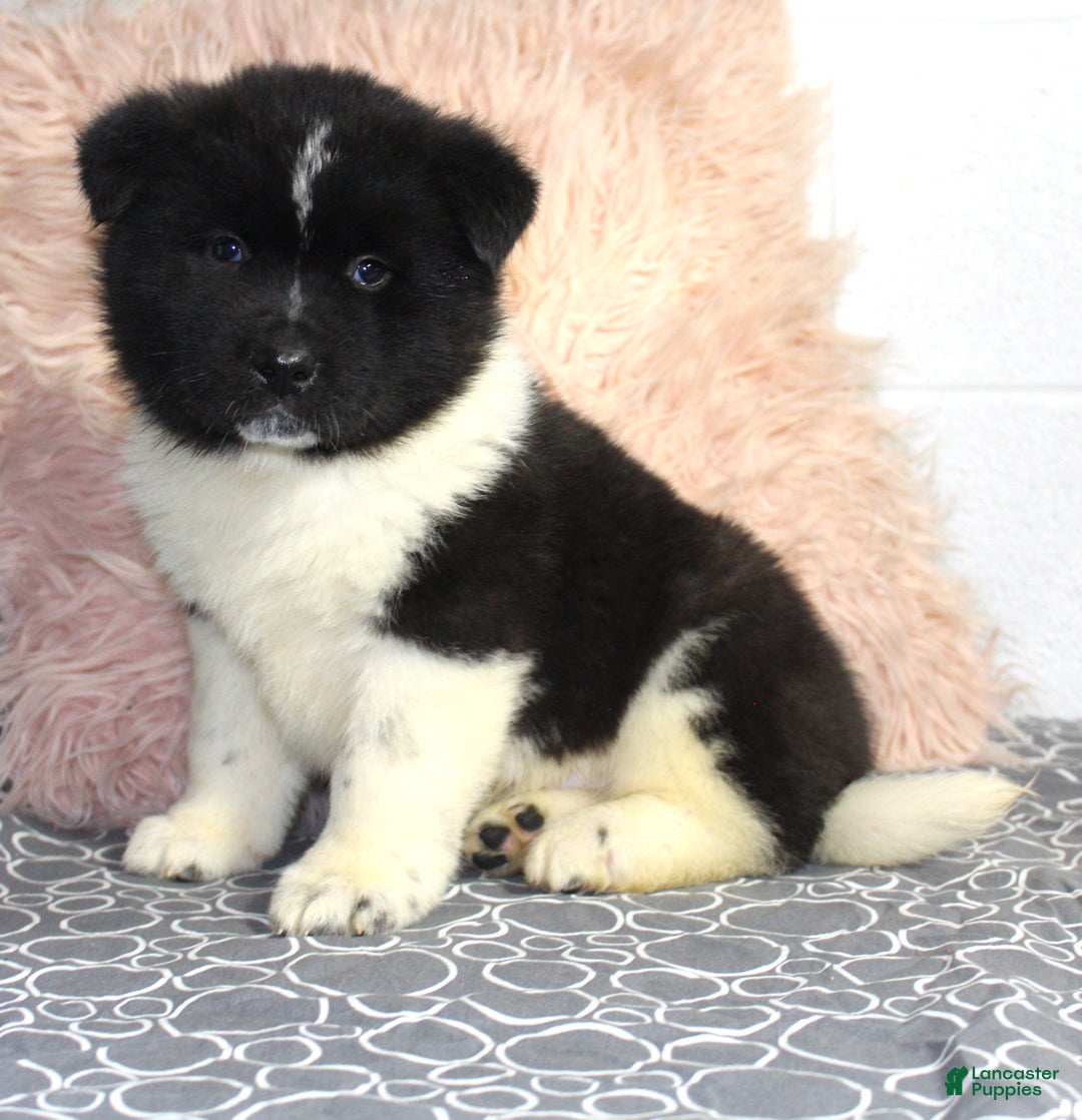 Akita dogs for sale: Ranger - Ad 3