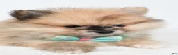 Pomeranian dogs for sale: Ace - Ad 5