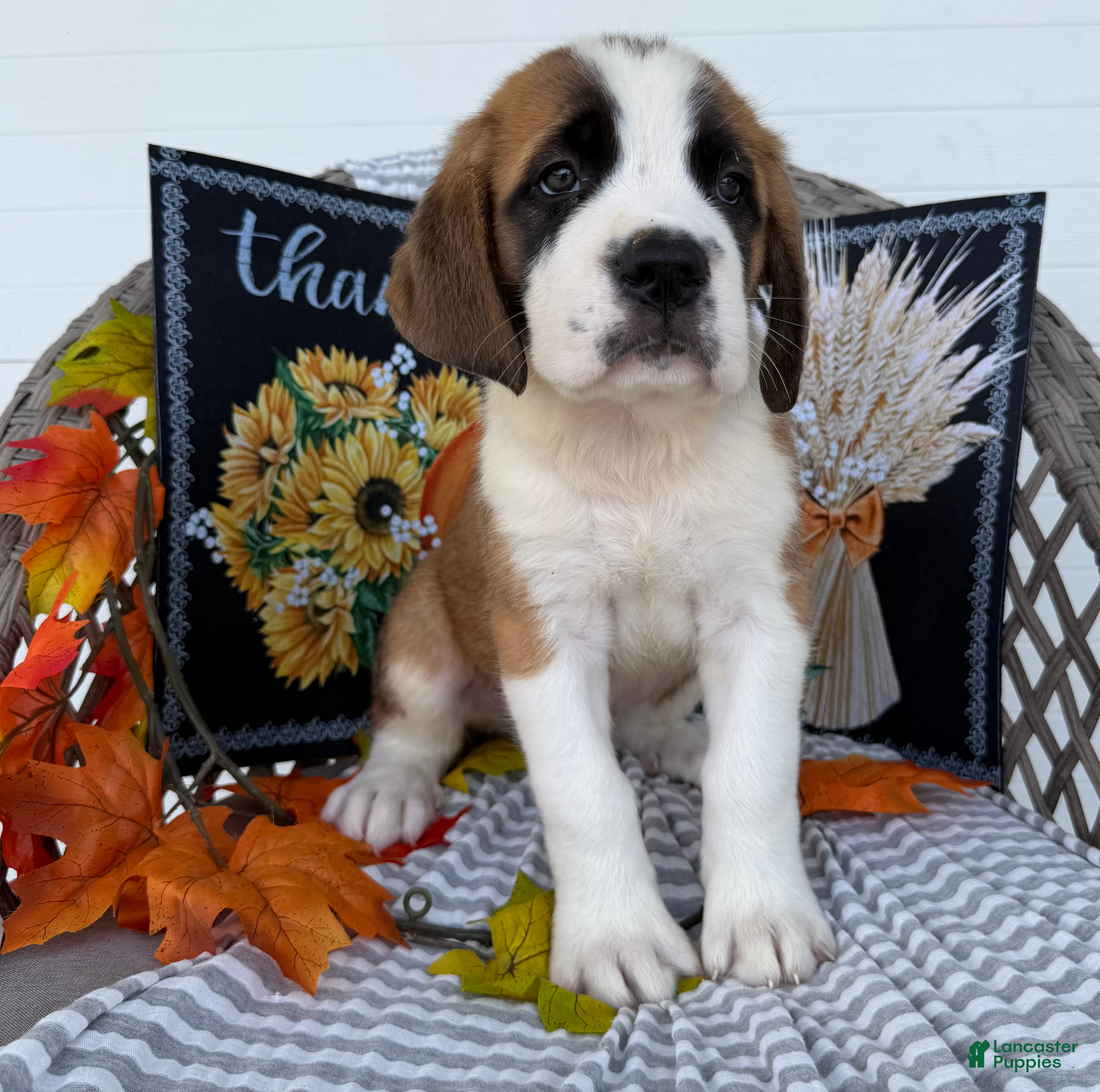 Saint Bernard dogs Boomer - Ad 2