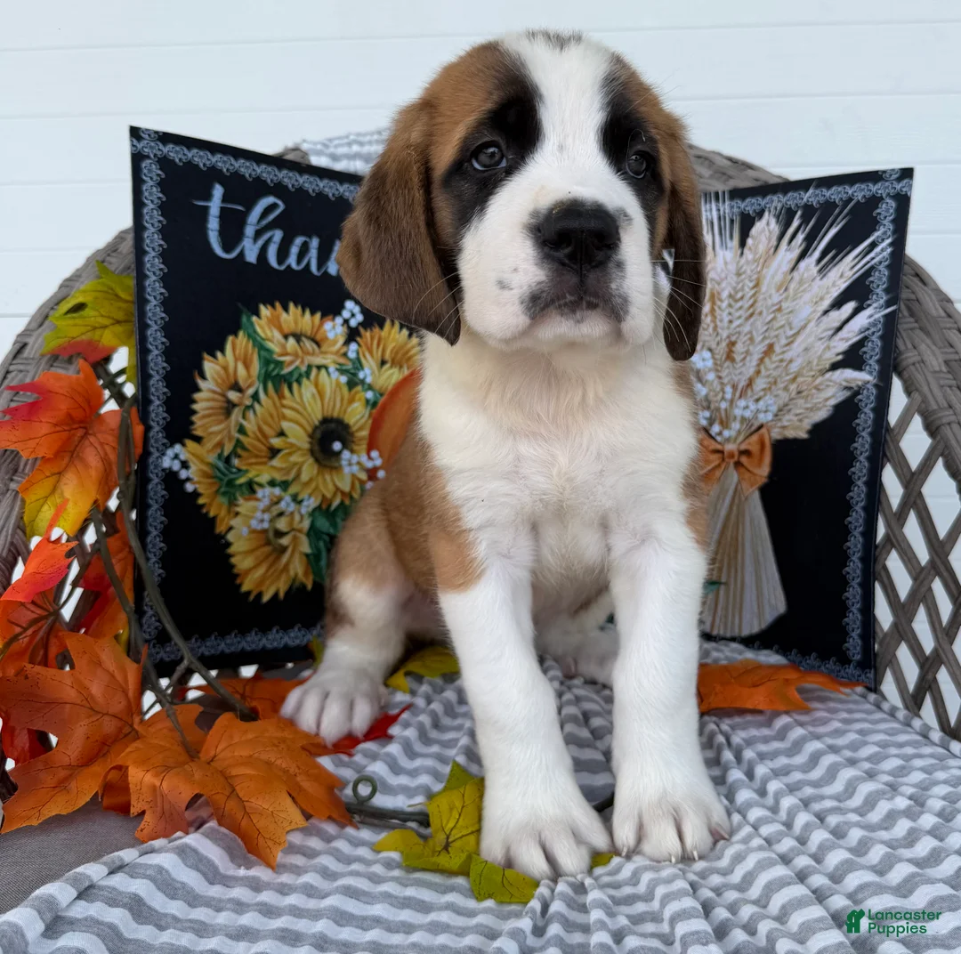 Saint Bernard dogs for sale: Boomer - Ad 2