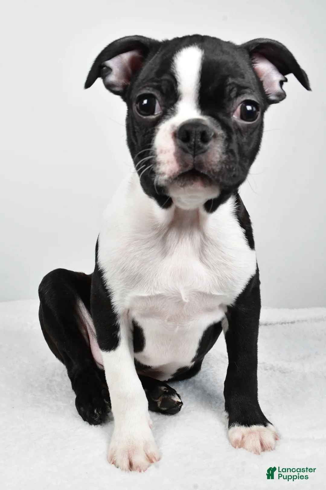 Boston Terrier dogs for sale: Gus - Ad 8