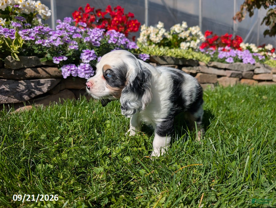 Cocker Spaniel dogs Anna - Ad 2