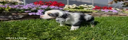 Cocker Spaniel dogs for sale: Anna - Ad 2