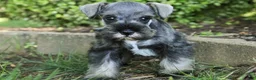Miniature Schnauzer dogs for sale: Quest Miniature Schnauzer  - Ad 6