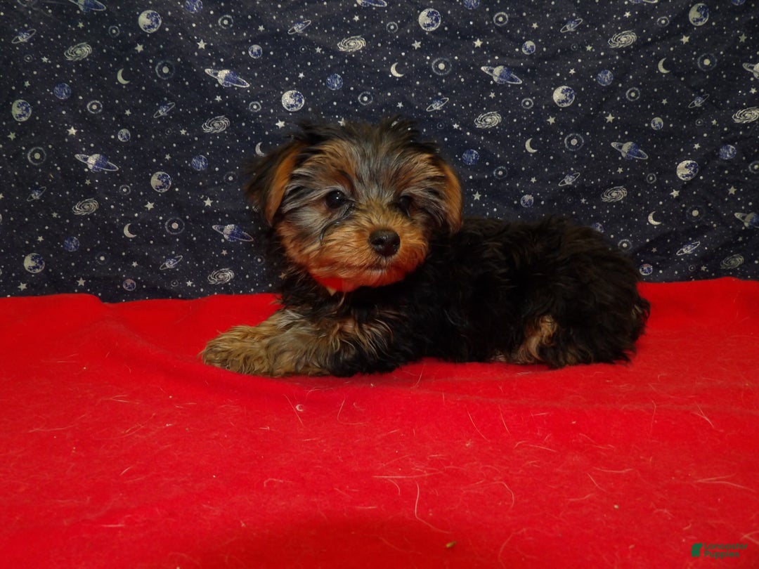 Yorkshire Terrier dogs for sale: Jade - Ad 2