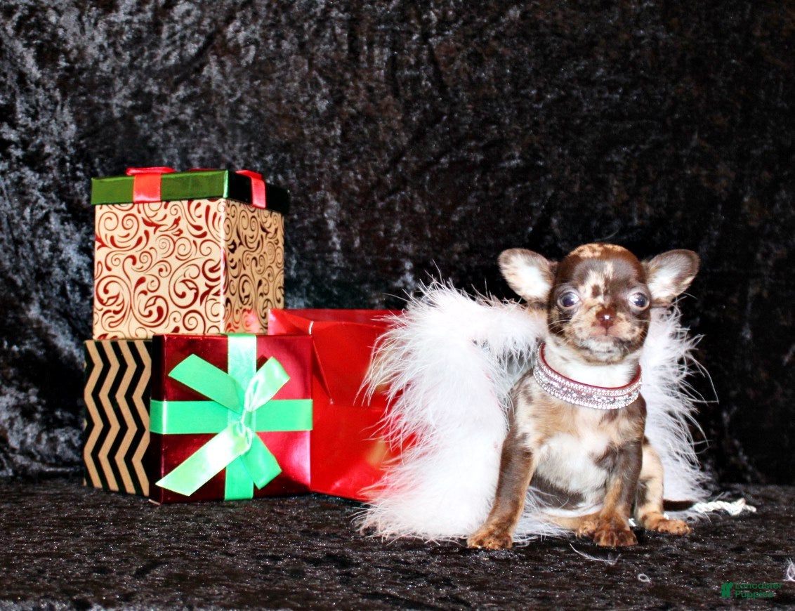 Chihuahua dogs Yukiko - Ad 3