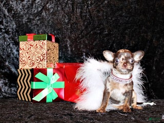 Chihuahua dogs Yukiko - Ad 3