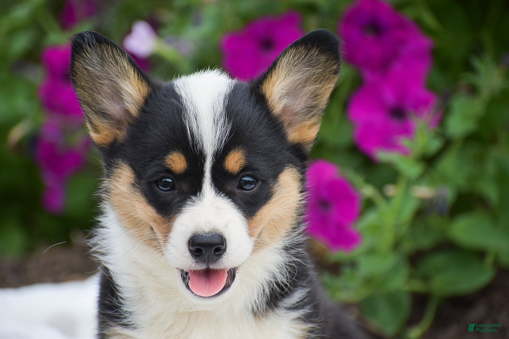 Welsh Corgi Pembroke dogs Rosie - Ad 2