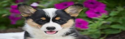 Welsh Corgi Pembroke dogs for sale: Rosie - Ad 2