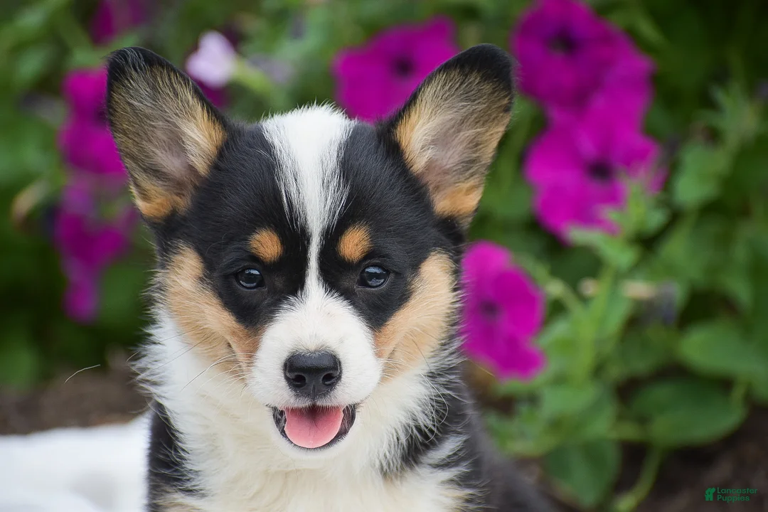 Welsh Corgi Pembroke dogs for sale: Rosie - Ad 2