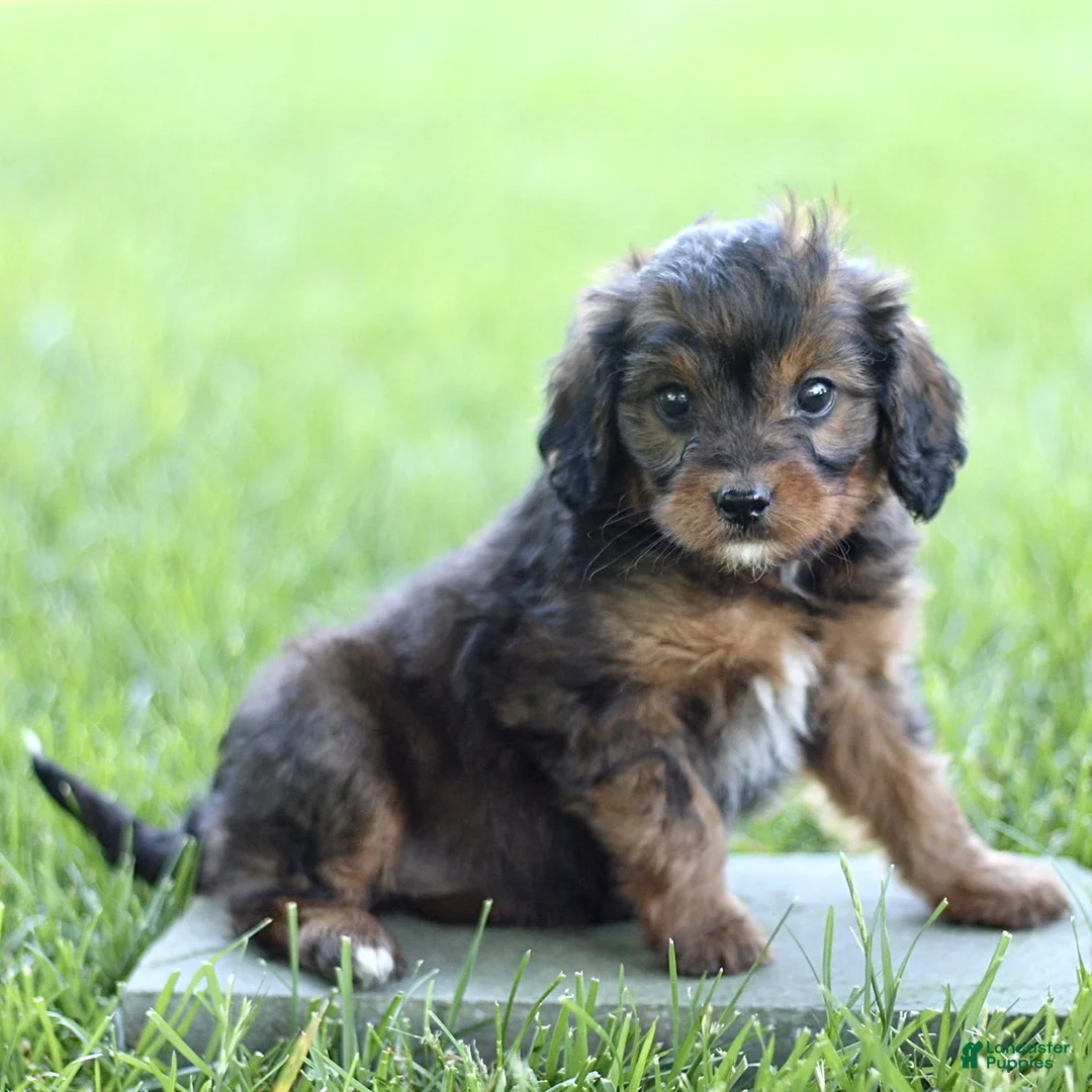 Cavapoo dogs for sale: Dahlia  - Ad 2