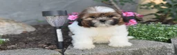 Shih Tzu dogs for sale: Bella - Ad 8