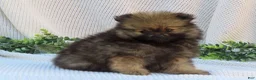 Pomeranian dogs for sale: Polly 🐾🌸 - Ad 9