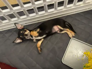 Mixed Breed dogs for sale: Mixed Breed Puppy 2 - Ad 3