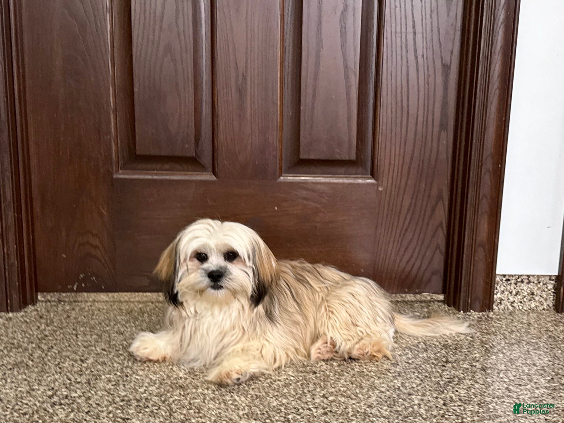 American Cocker Lhasa Cocker Cocker Spaniel Lhasa Apso Cross For Sale  Maltese Cocker Spaniel, image size:1920x1440