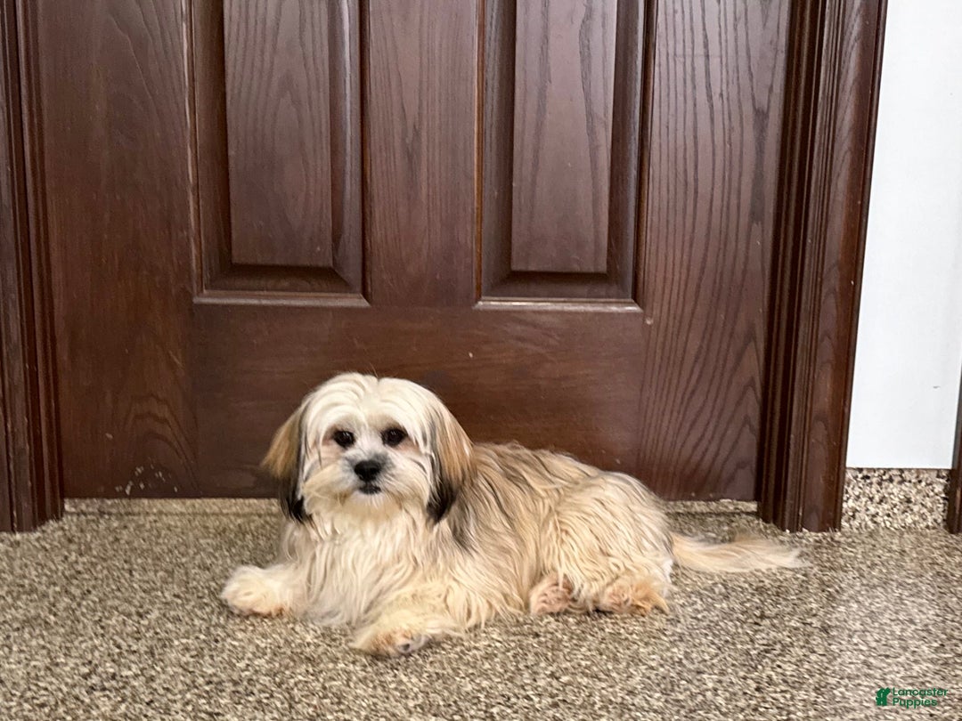 Lhasa Apso dogs for sale: Heather - Ad 3