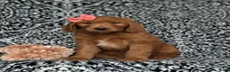 Goldendoodle dogs for sale: Wanda - Ad 3