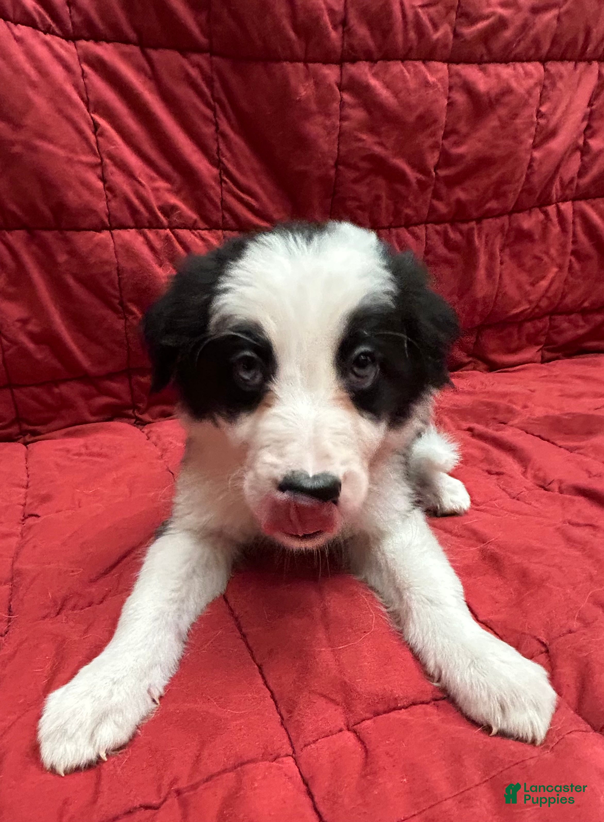 Border Collie dogs Maverick - Ad 1