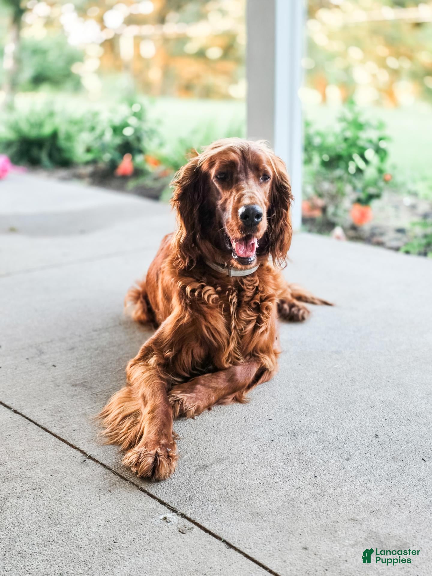 Irish Setter dogs Harley  - Ad 2