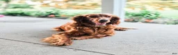 Irish Setter dogs for sale: Harrison  - Ad 6