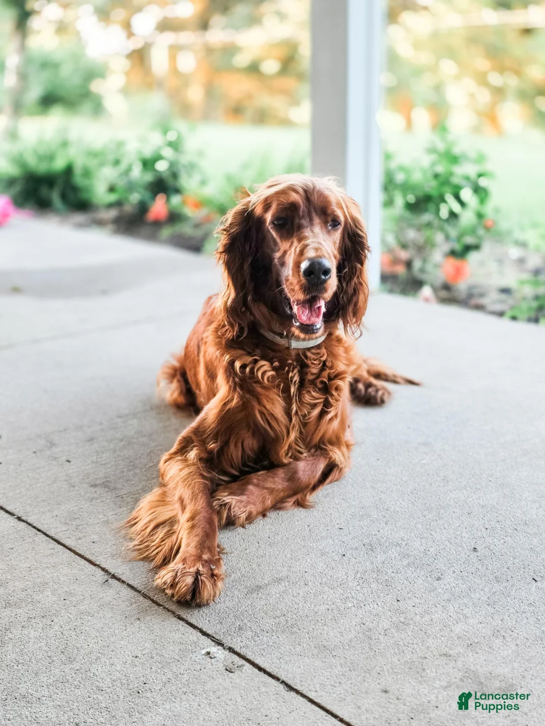 Irish Setter dogs for sale: Harley  - Ad 2