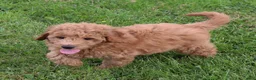 Mini Goldendoodle dogs for sale: Bella - Ad 6