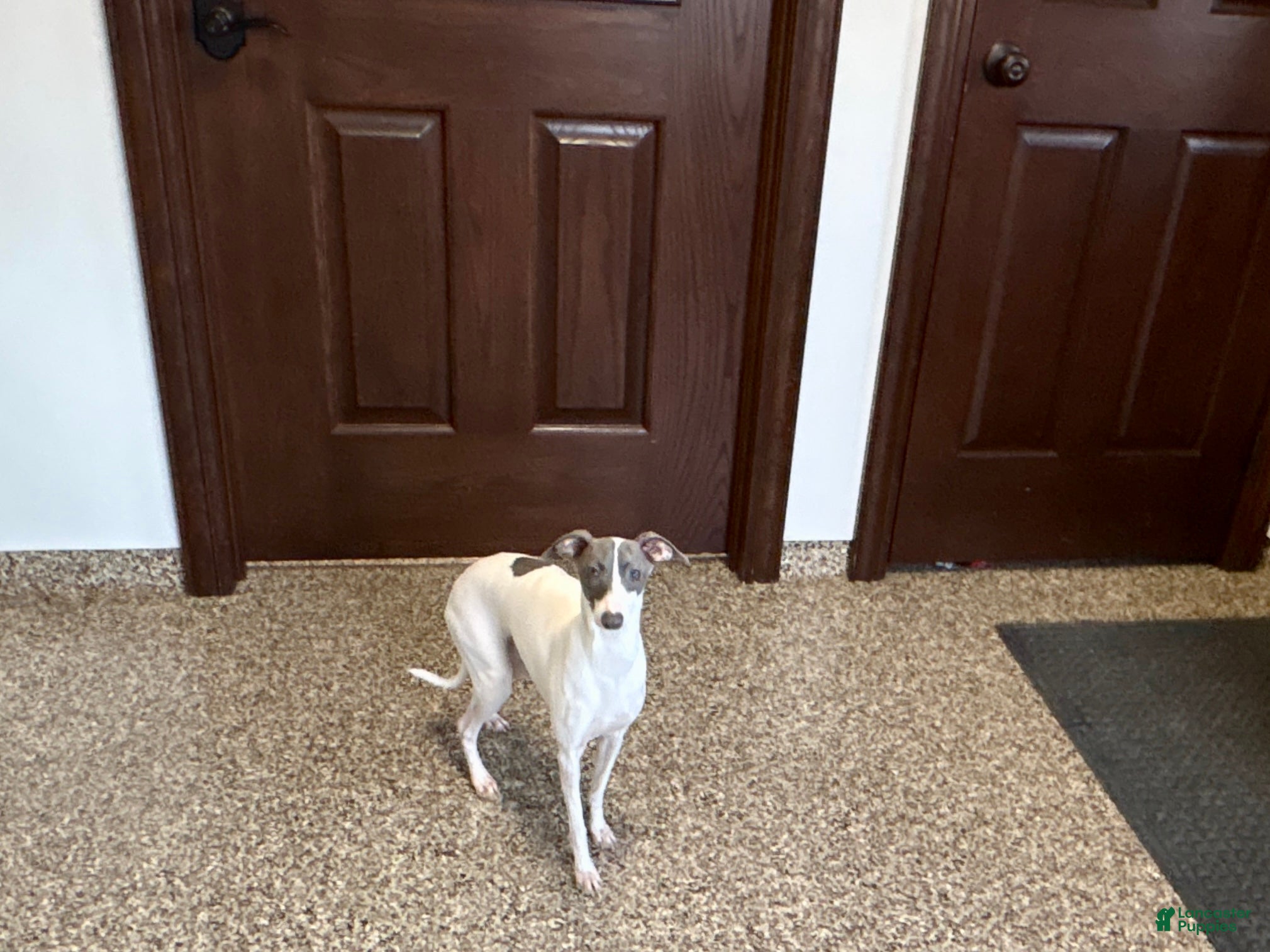 Italian Greyhound dogs Charity - Ad 2