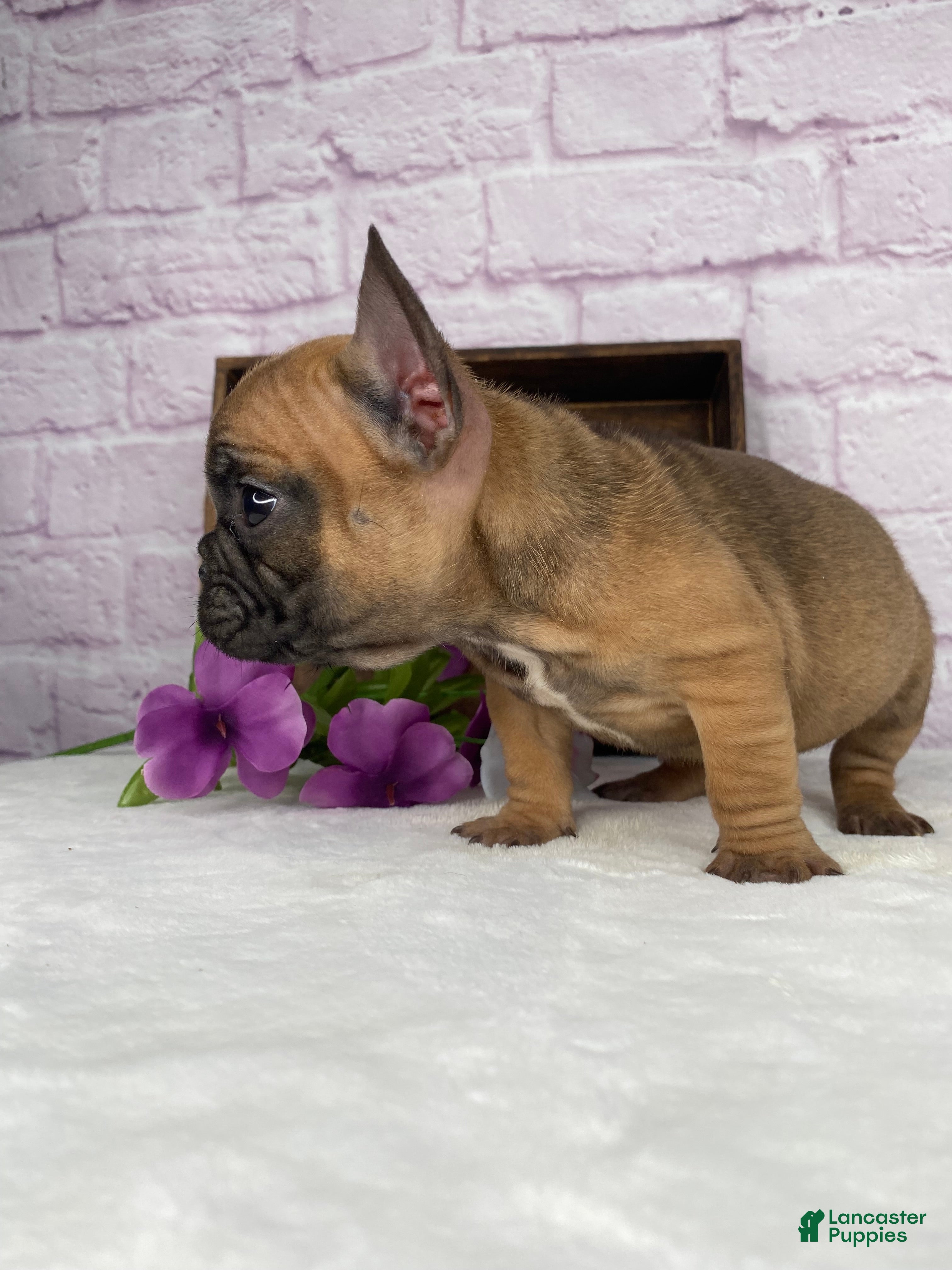 French Bulldog dogs Cup cake - Ad 2