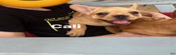 French Bulldog dogs for sale: CALI - Ad 4