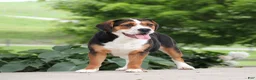 Beabull dogs for sale: Rubble - Ad 5