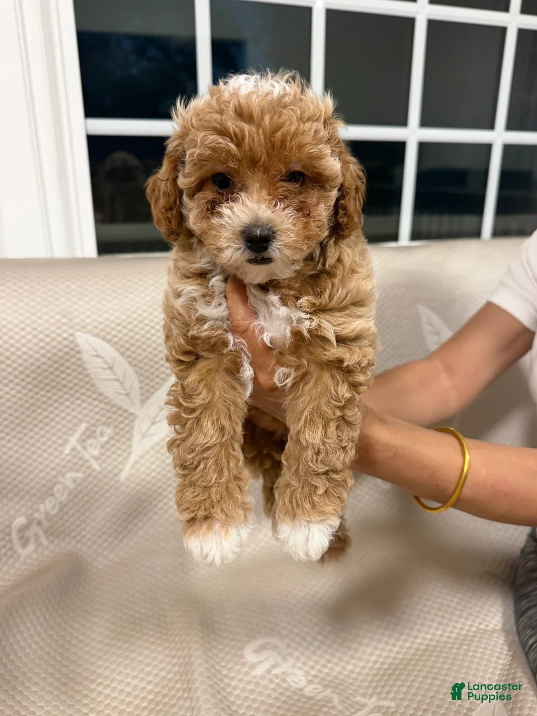 Maltipoo dogs for sale: Maltipoo 2 - Ad 2