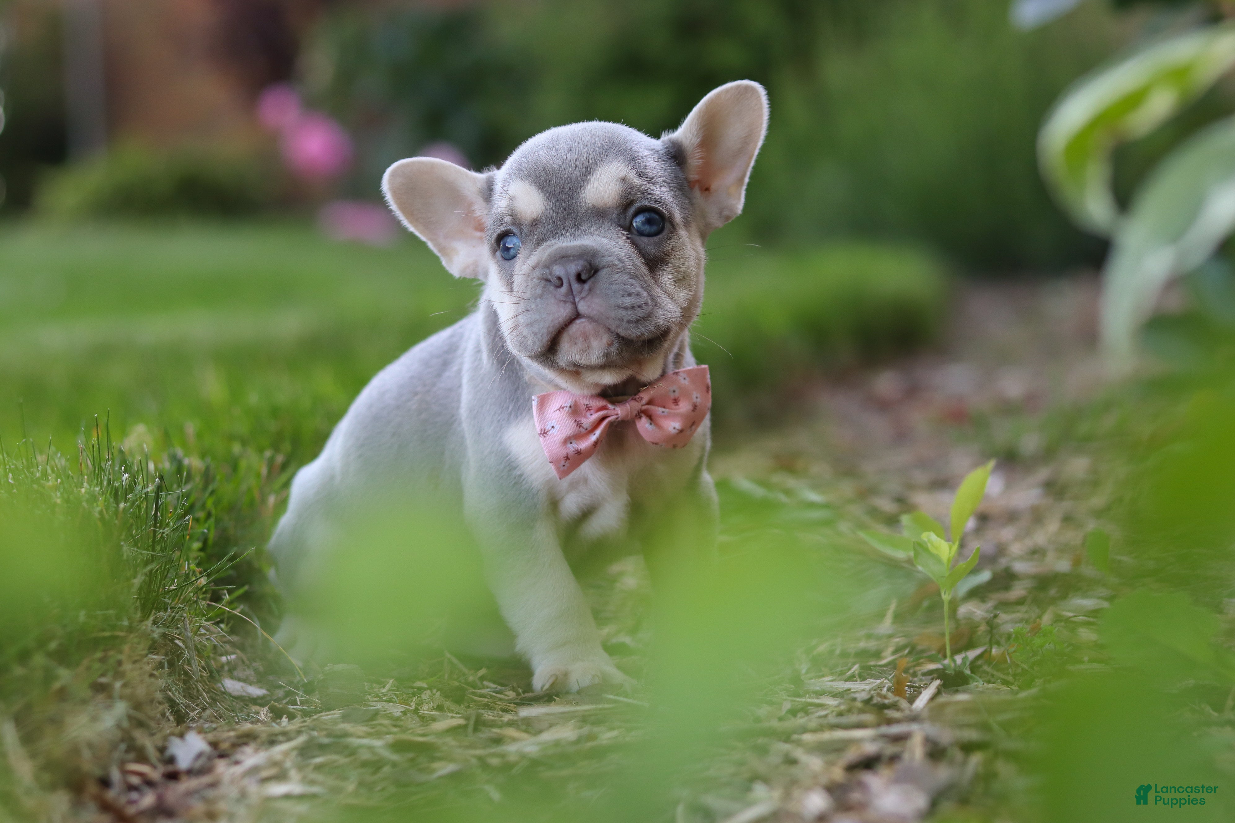 French Bulldog dogs for sale: Poppy - Ad 9