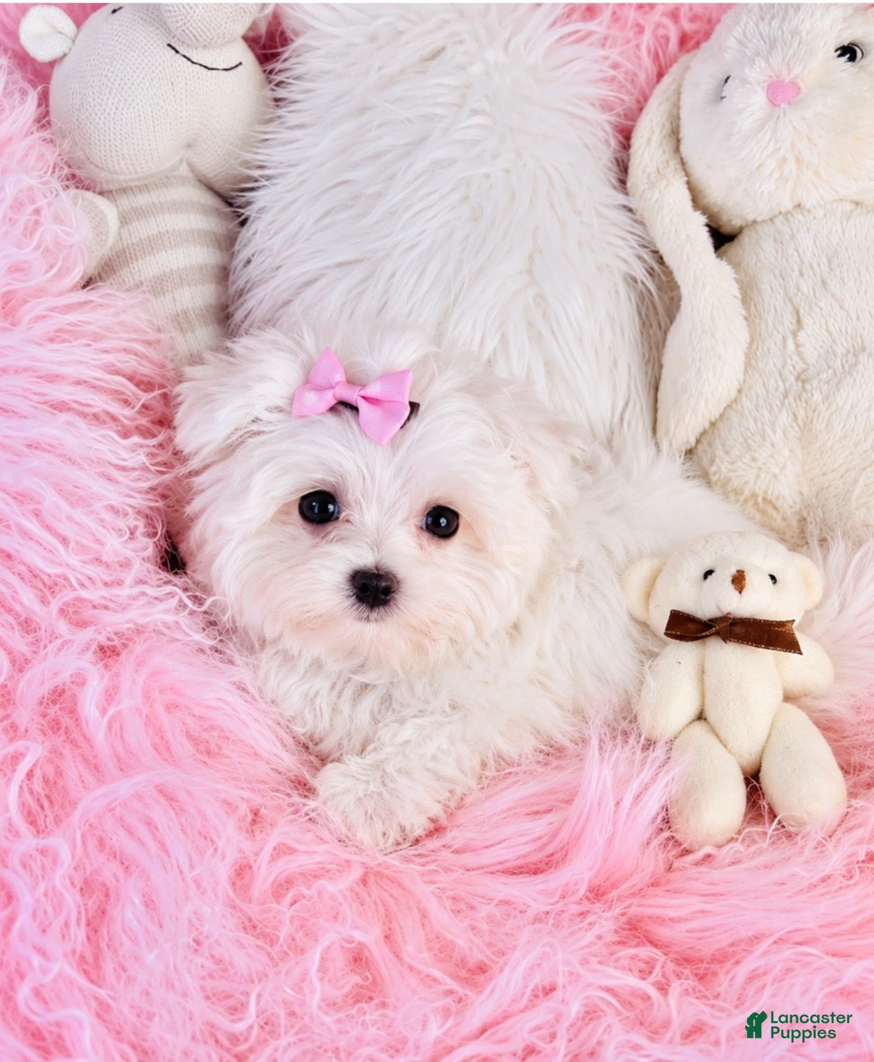 Maltese dogs Maltese 1 - Ad 2