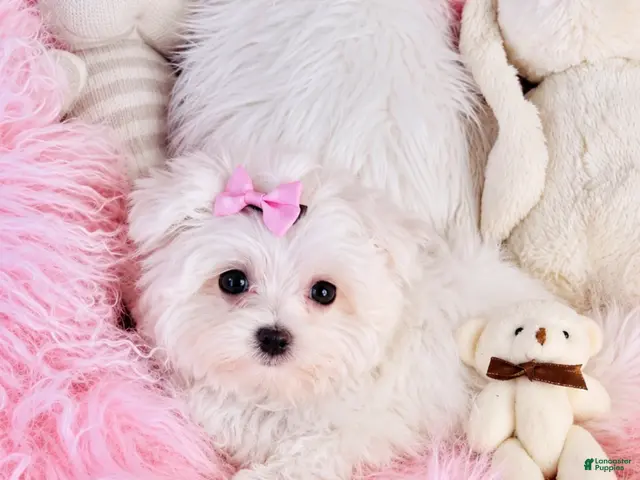 Maltese dogs Maltese 1 - Ad 2