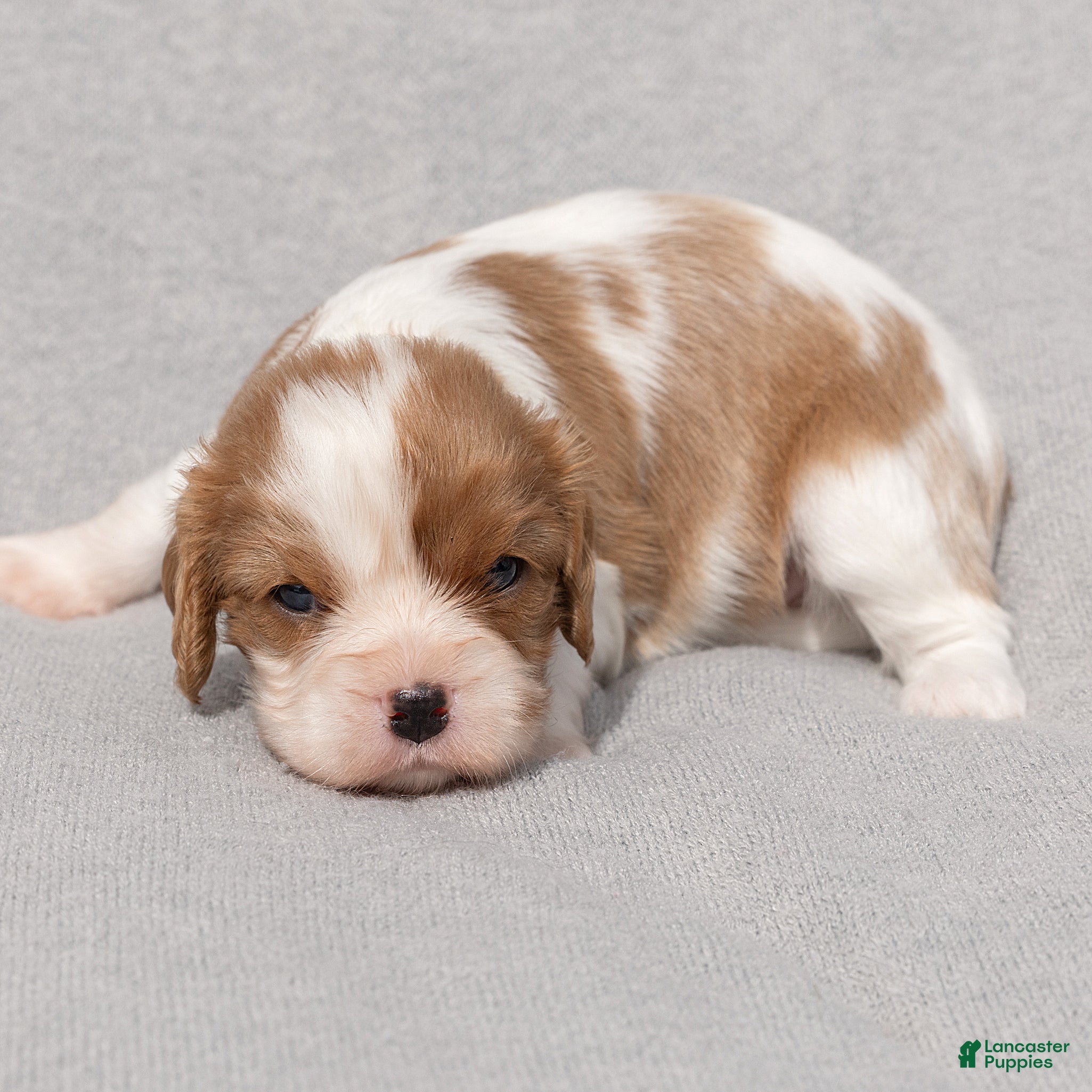 Cavalier King Charles Spaniel dogs Betty Cavalier King Charles Spaniel  - Ad 2
