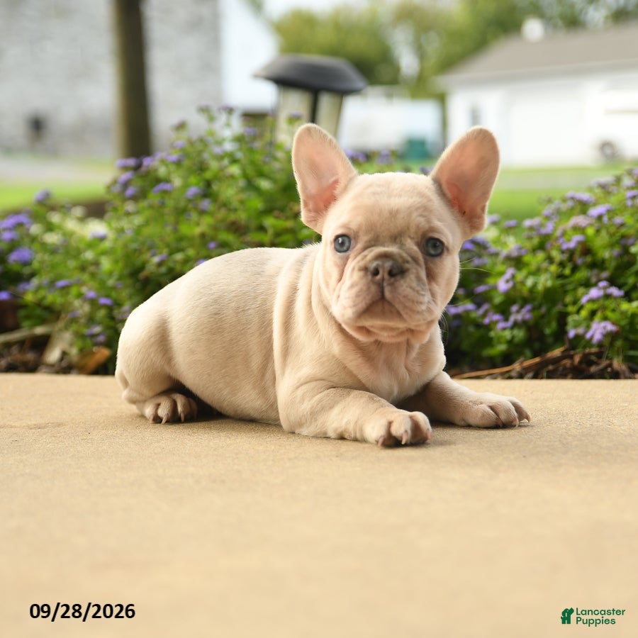 French Bulldog dogs Lola - Ad 2