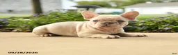 French Bulldog dogs for sale: Lola - Ad 2